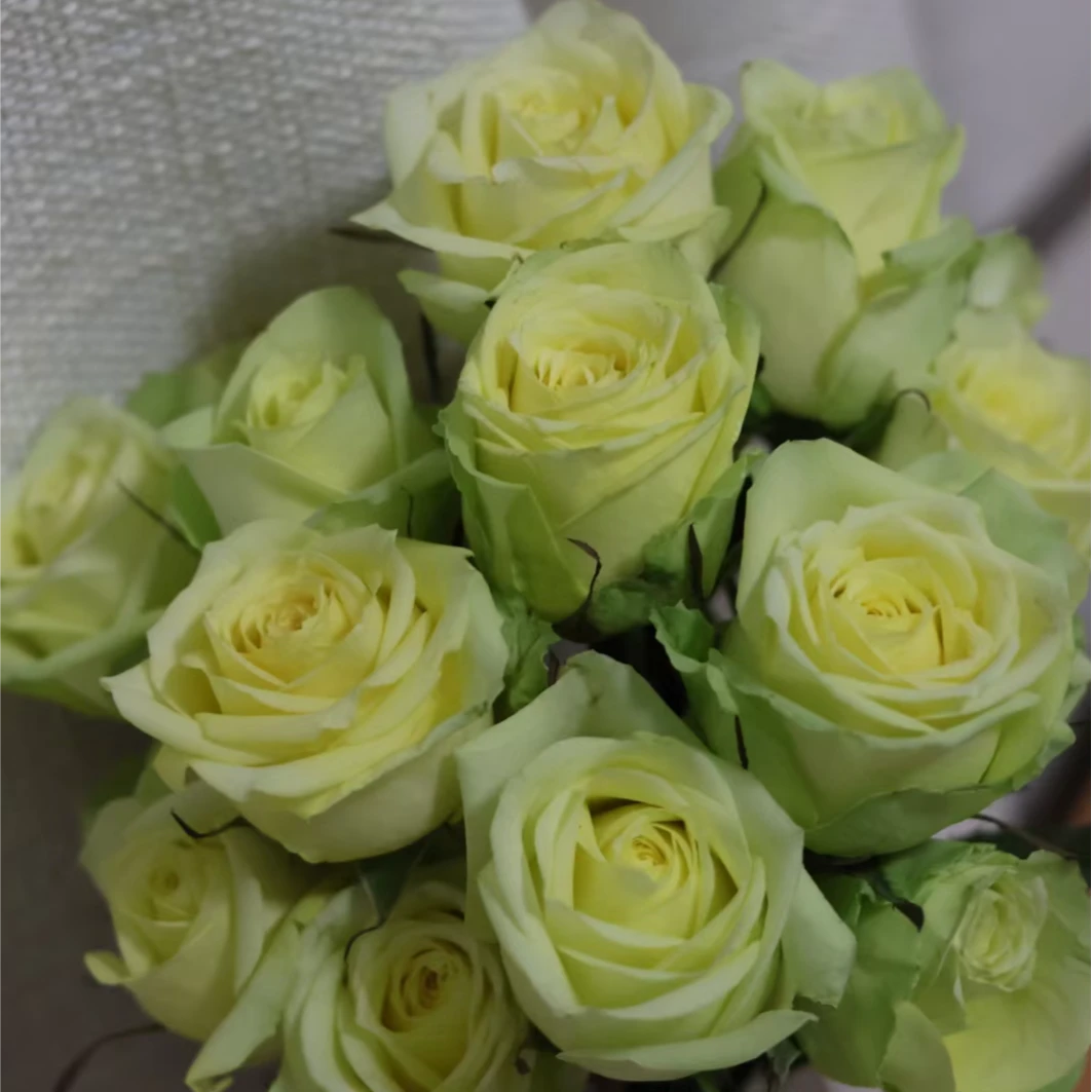 鲜花【双子座20枝】冻坏不售后 单头玫瑰 全场任意两单顺丰冷链包邮