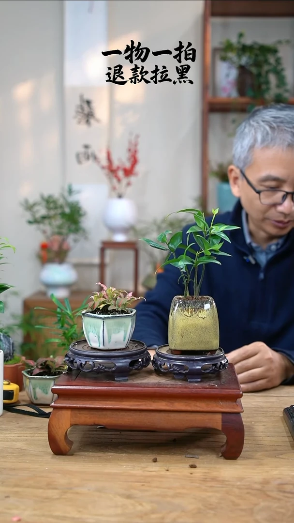 完全开放如*竹柏+网纹草387