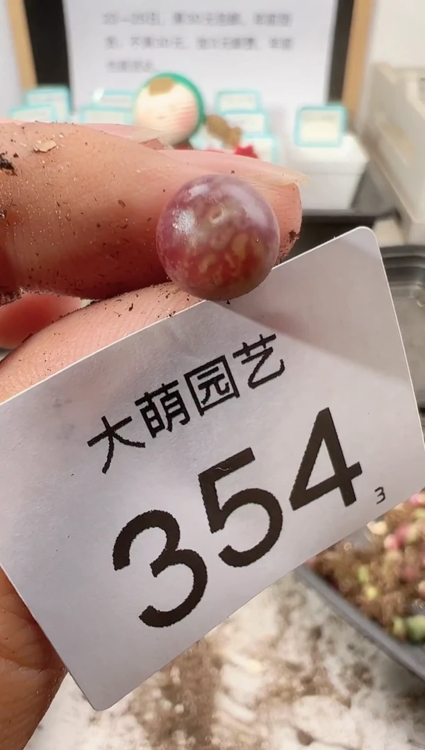 【闪购商品】++++354