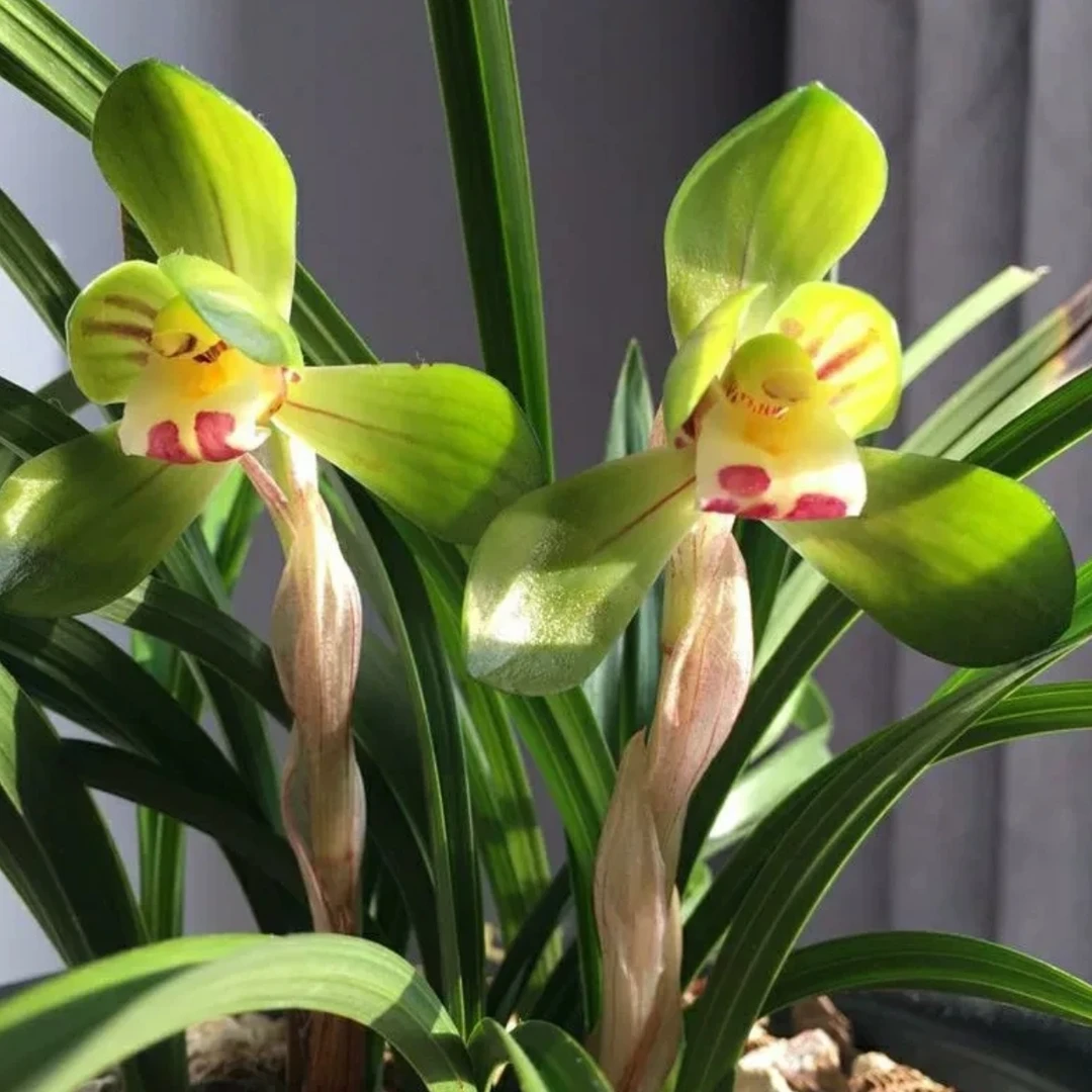 兰花春兰【大团圆】老种矮种开花浓香荷瓣高端品质兰花包开花好养活