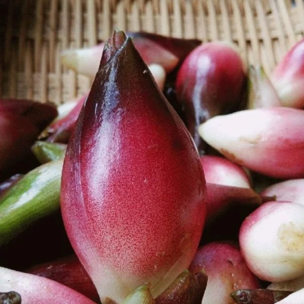 【西西助农】贵州现摘新鲜野生洋荷当季蔬菜鲜嫩美味