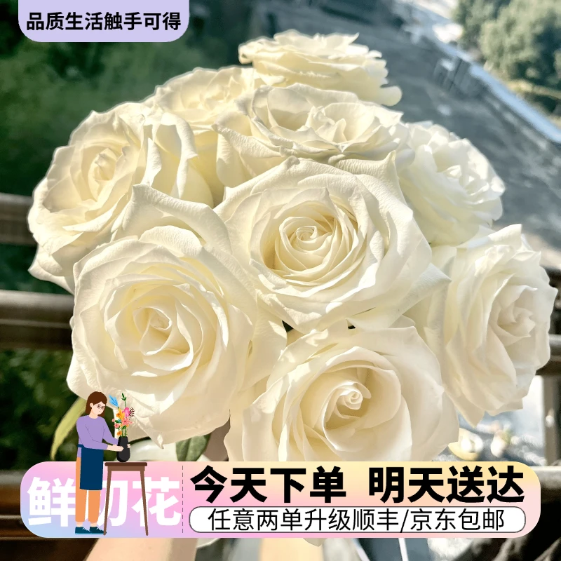 『骄傲单头玫瑰』同城明天到-全场任意满2单以上鲜花升级顺丰京东包邮