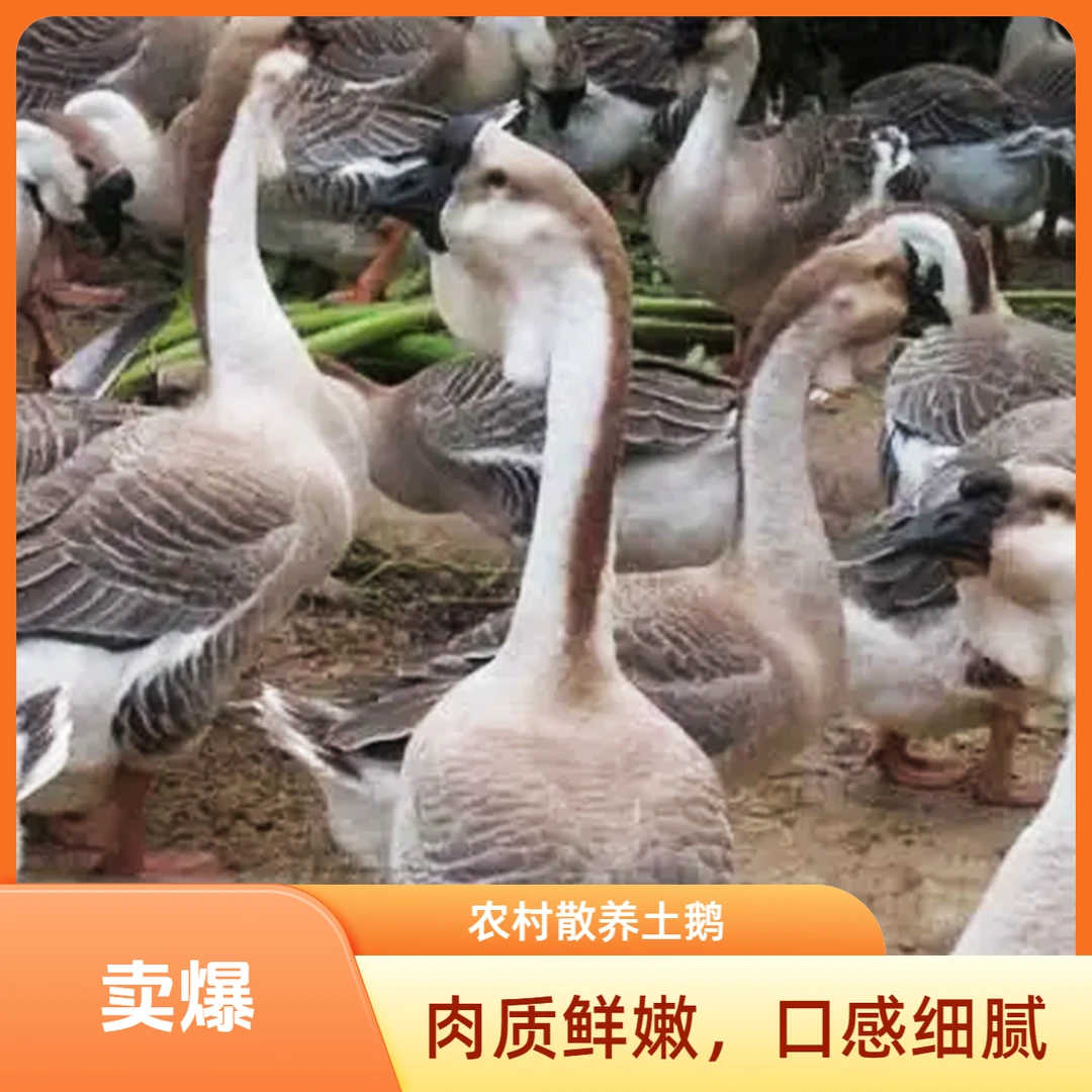 农家散养鹅谷物喂养土鹅