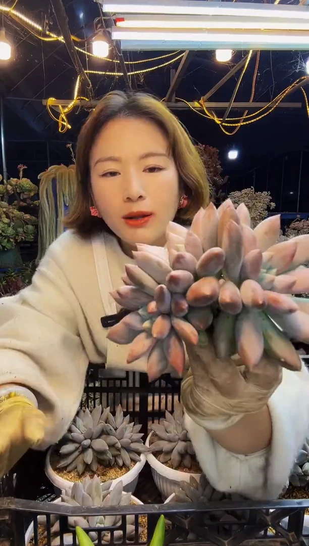 雪**飘三头胖体哥特脱土包邮