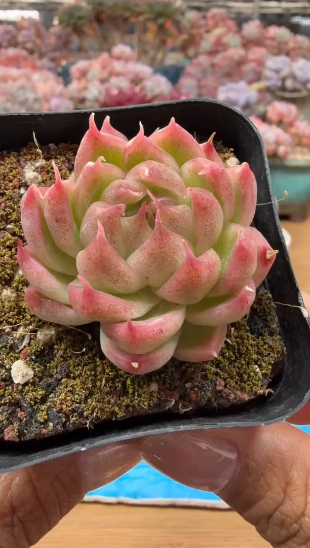 东云多肉园二店-37