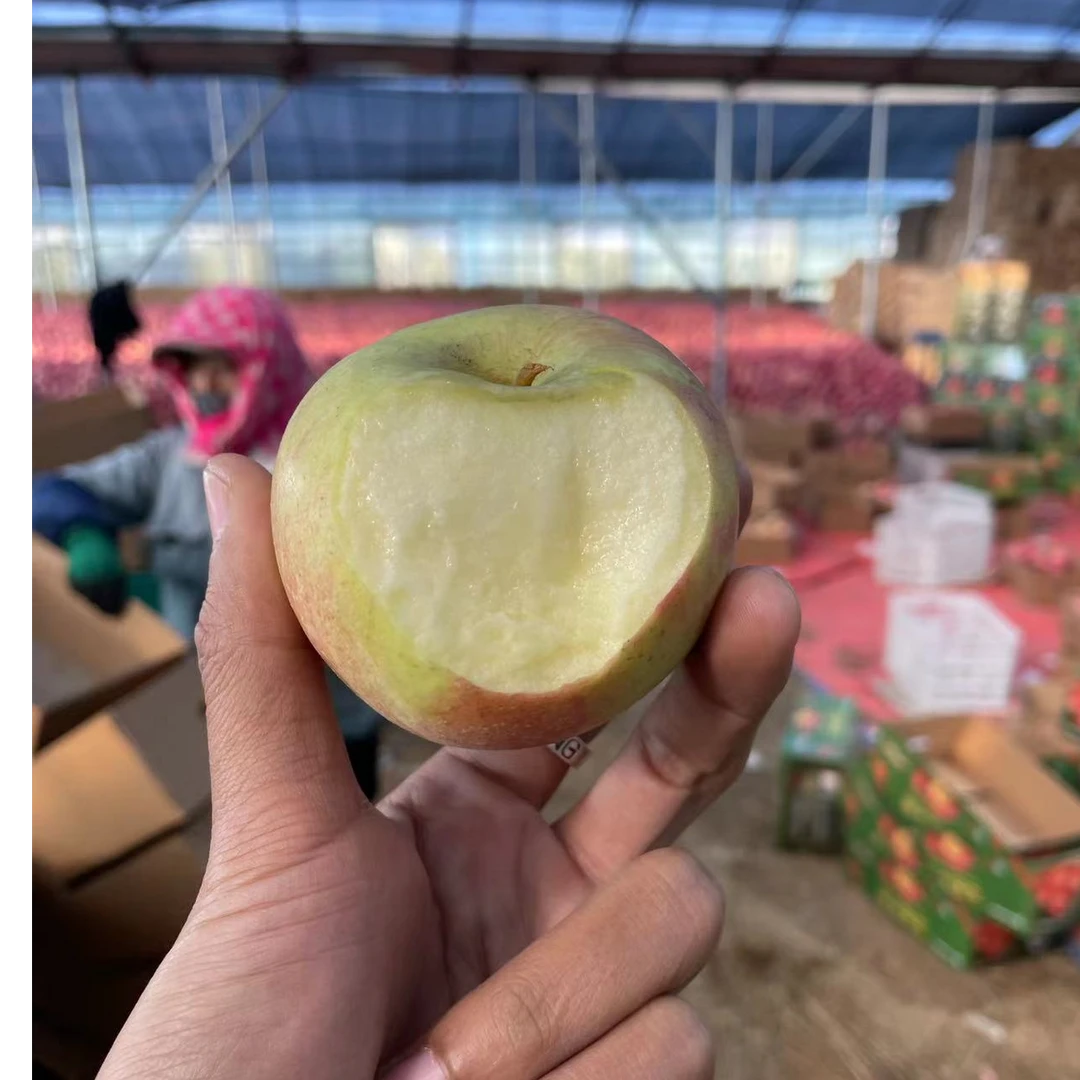 大连三十里堡农场国光果光苹果，酸甜苹果味浓，颜色浅，皮略厚