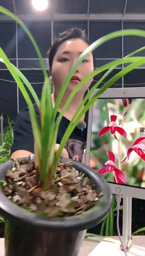 当前无花朵，栽培后可花朵席**园墨宝