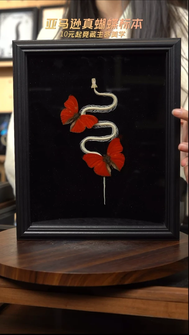 血漪双蝶+蛇骨标本