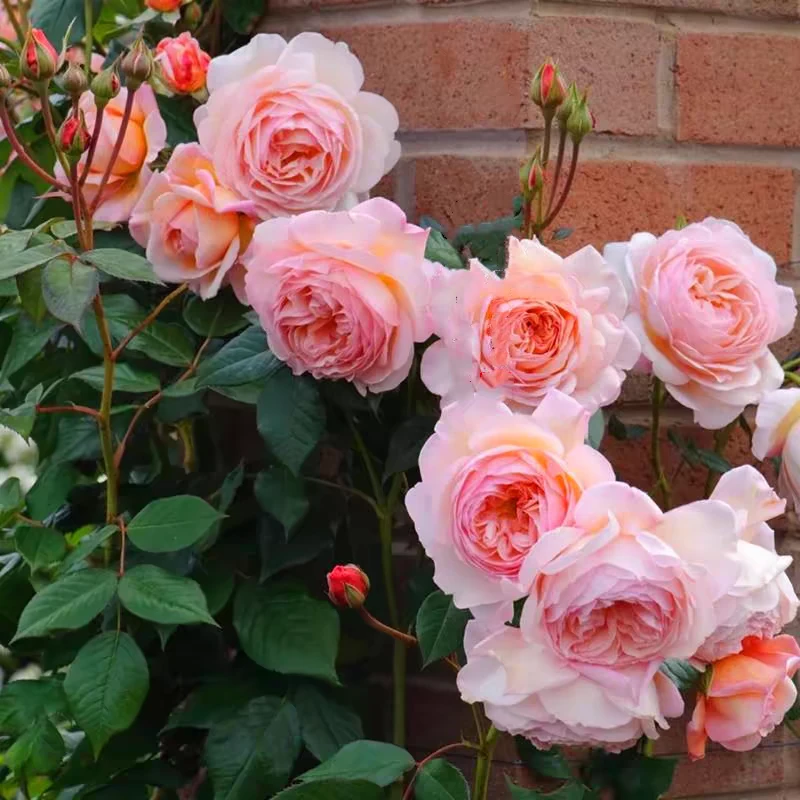 亚伯大苗子强香四季