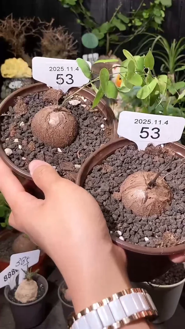 53号1104福利特价南非龟甲龙套餐