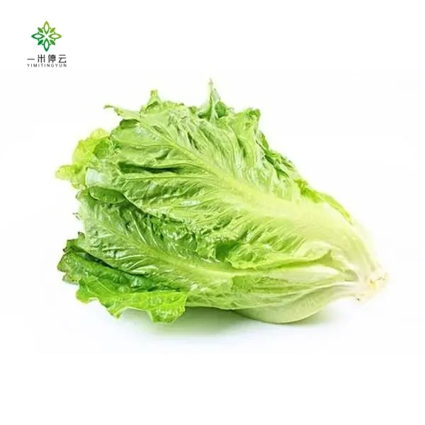 北京罗马生菜约400g±5g/颗