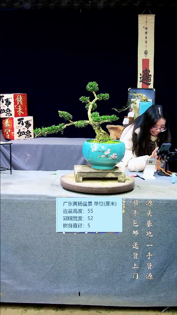 【闪购商品】黄杨盆景黄杨盆景