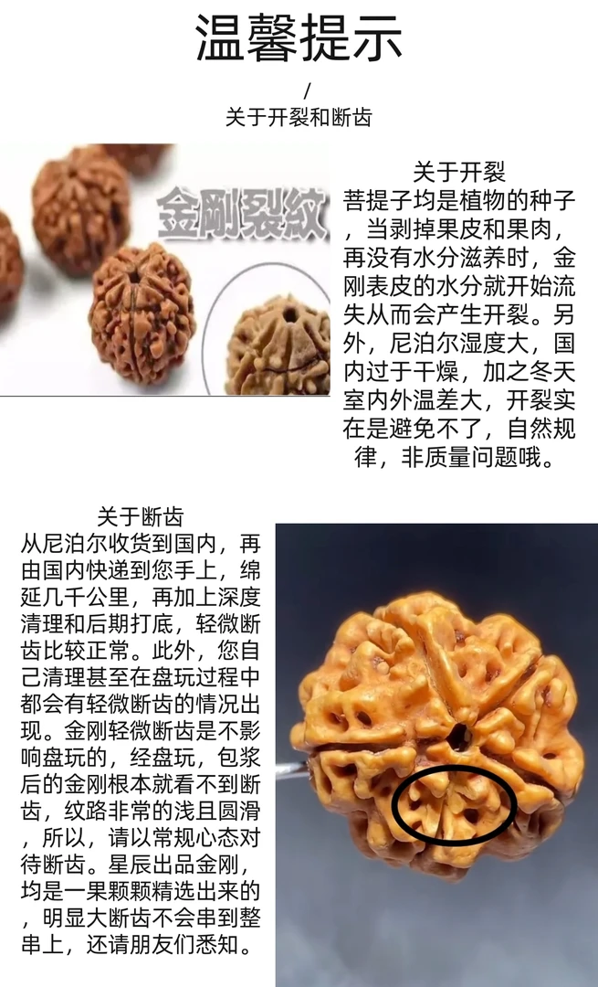 【天元】大金刚菩提