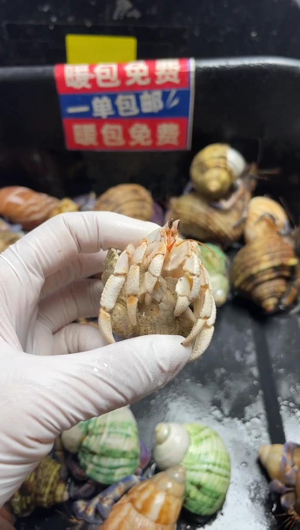 陌派帝国寄居蟹974小浅毛球子