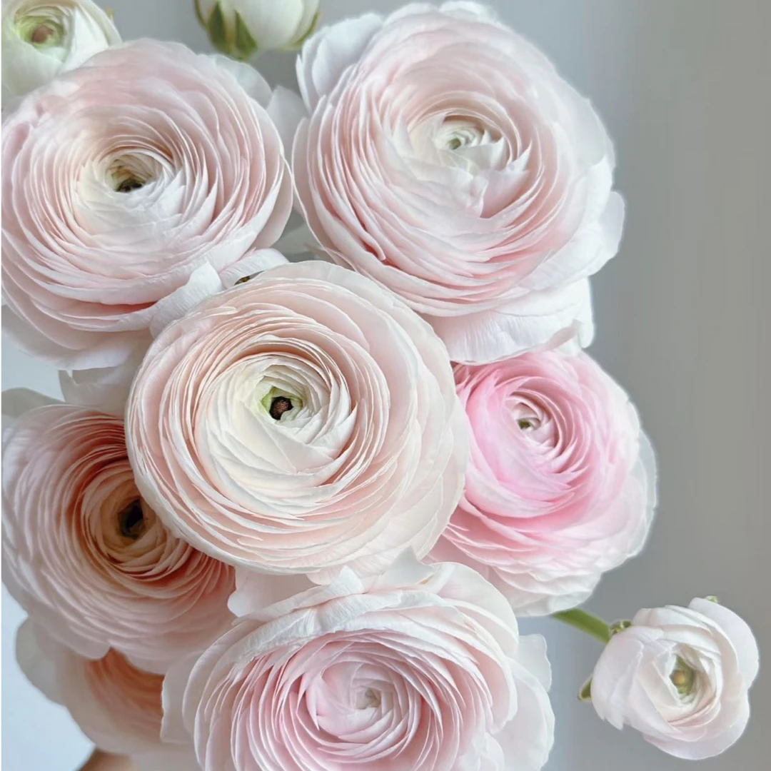 【新疆鲜花】河内洋牡丹一扎5支（4支+1支售后）