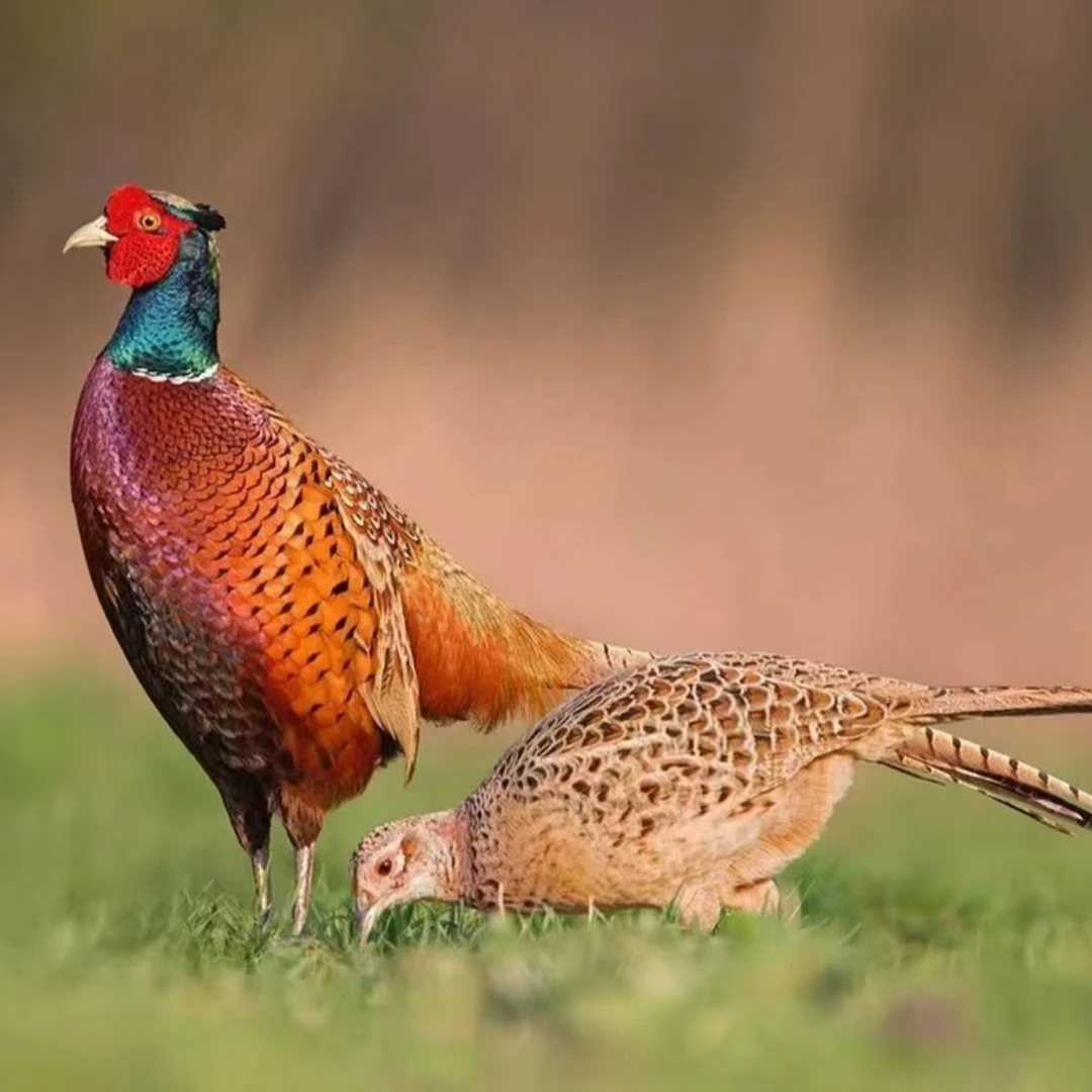 【活体发货】七彩山鸡野山鸡环颈家禽观赏鸡散养鸡飞天鸡活体鸡