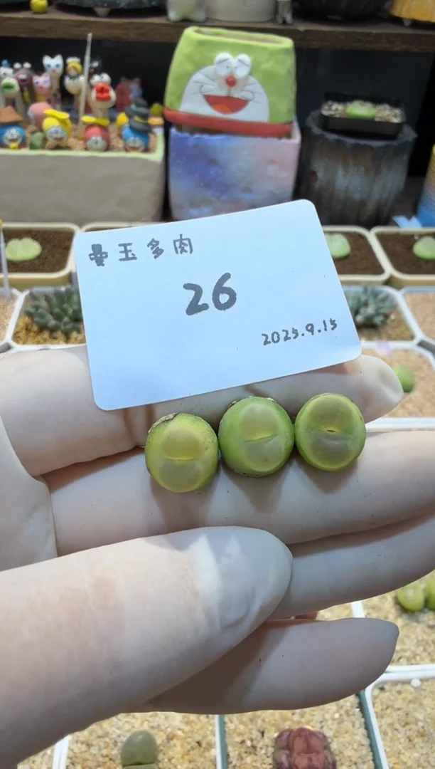 浮*25.9.15-26多肉