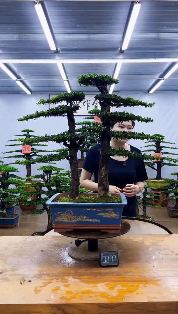 无花朵一物一拍，所见即所得
