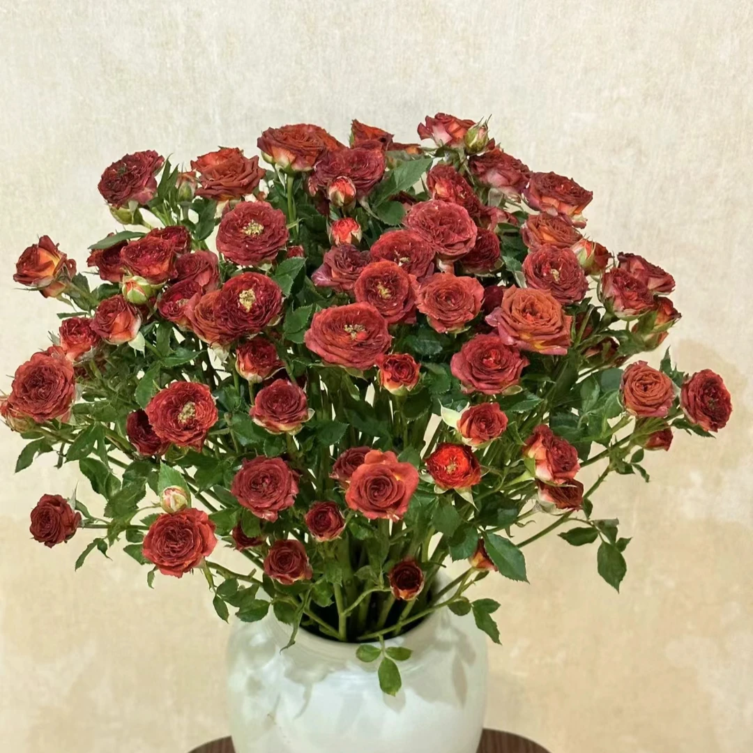 巧克力多头玫瑰（直播间展示为准/10％损耗无售后介意勿拍）