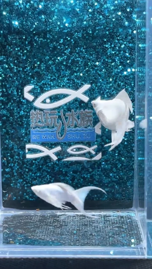 孔雀鱼钻眼瓷白 01