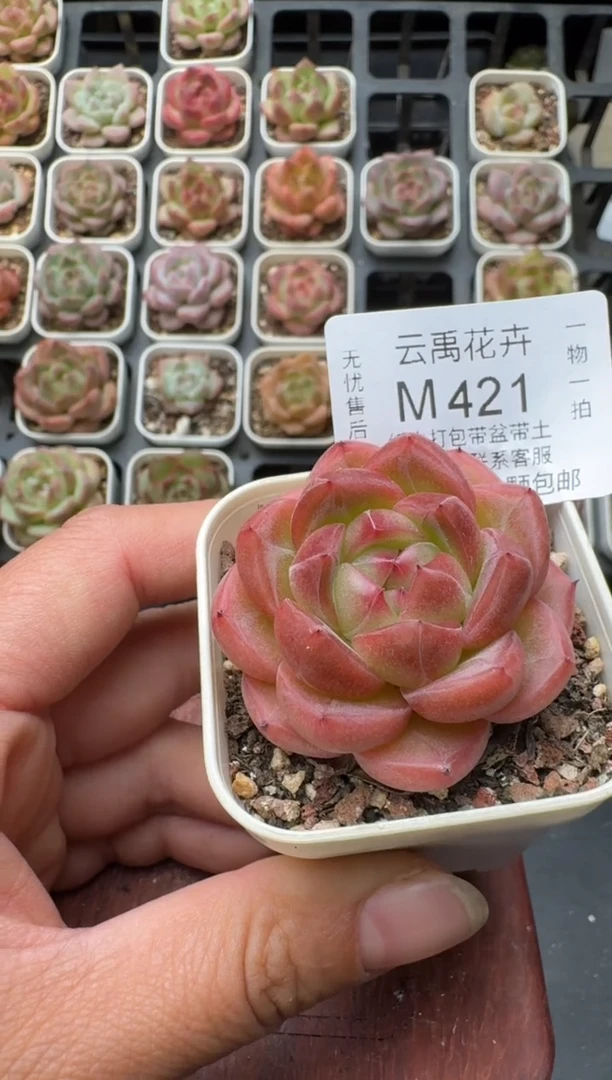 421M带盆土发 当场拍3颗以上包柚 多肉植物 一物一拍