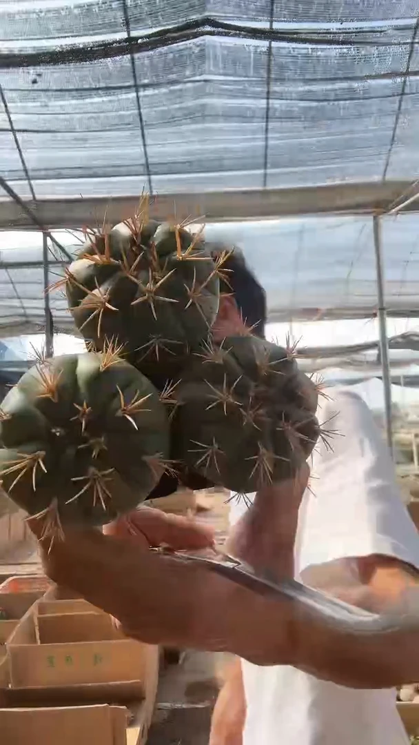 实生小号勇将丸三颗9.99