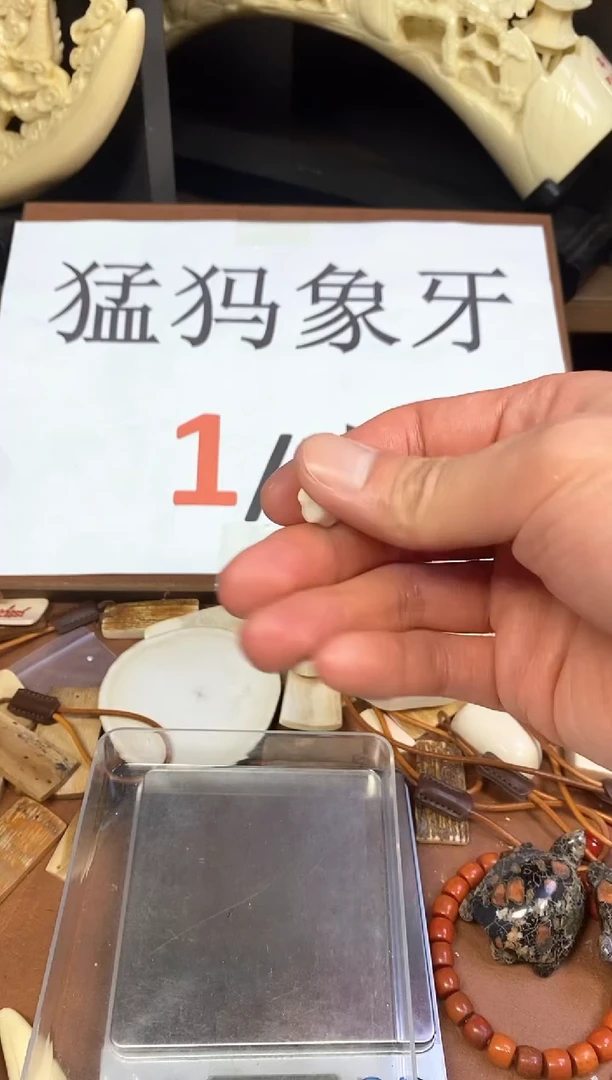 猛犸独独鲨鱼背三通10m