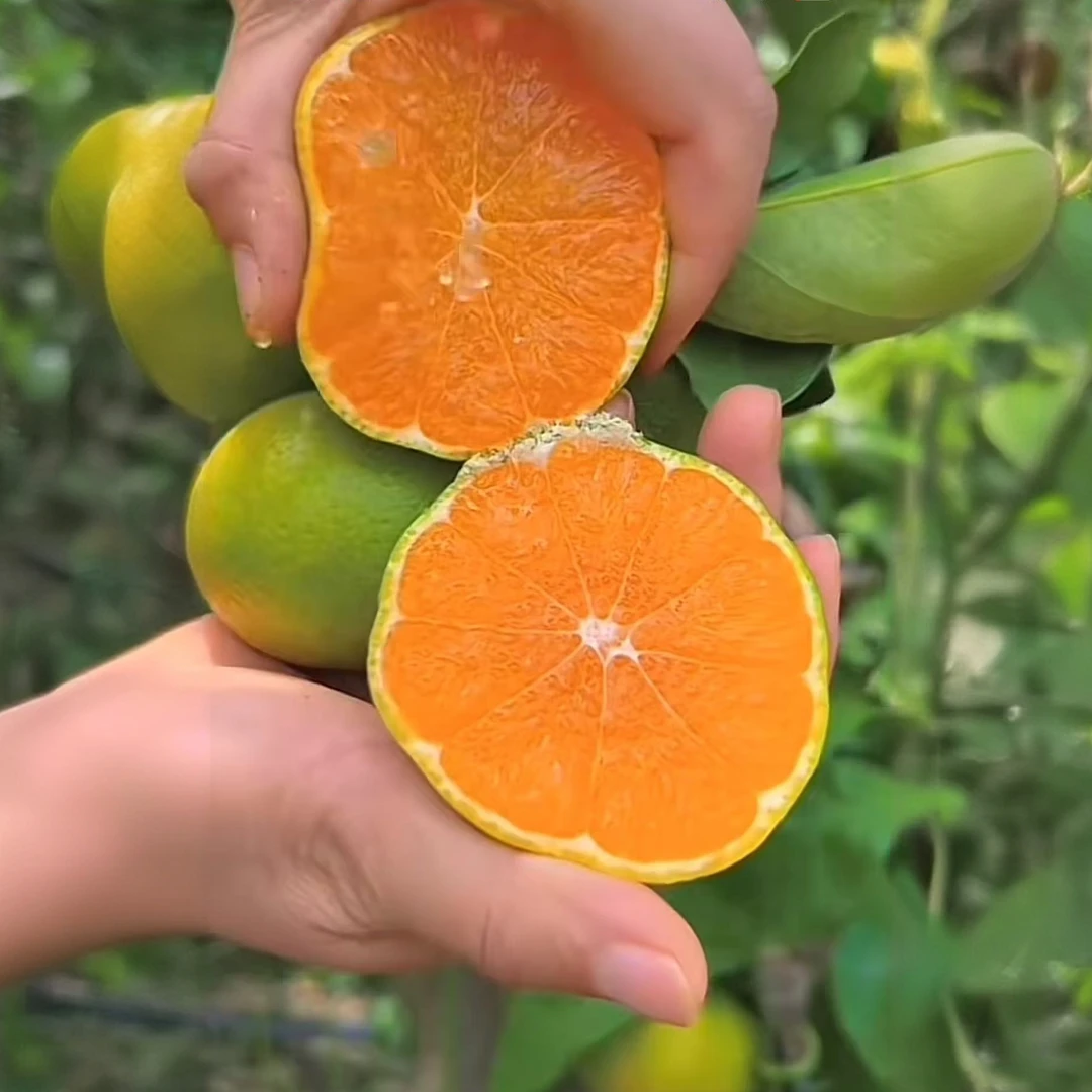 石门蜜桔现摘青皮蜜桔新鲜多汁无籽应季孕妇水果