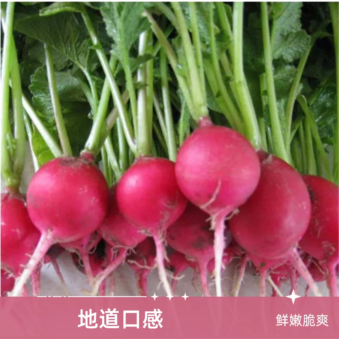 红丁萝卜红樱桃小萝卜250±30g·地产