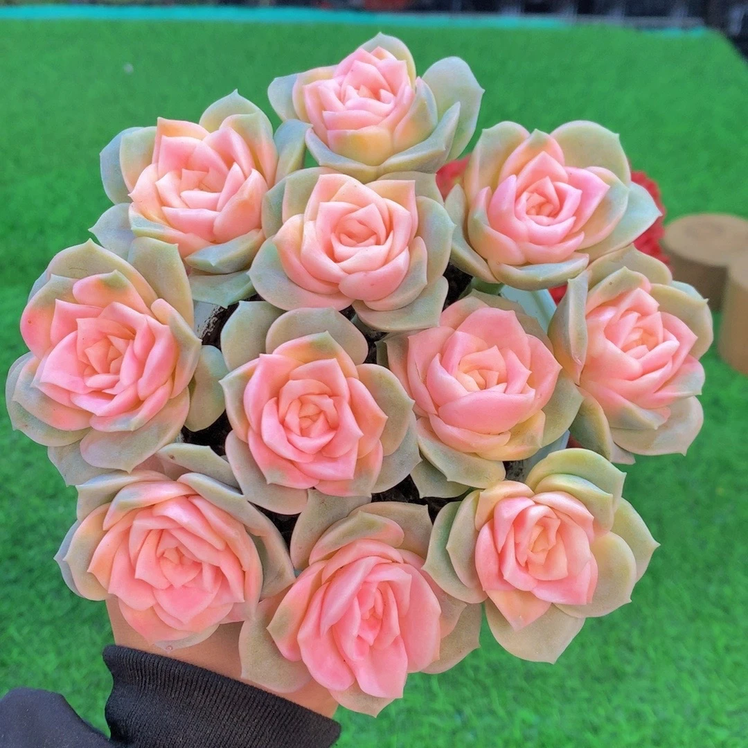 Z甜心玫瑰 室内室外可养 可水培可土培 新手好养 美观多肉植物