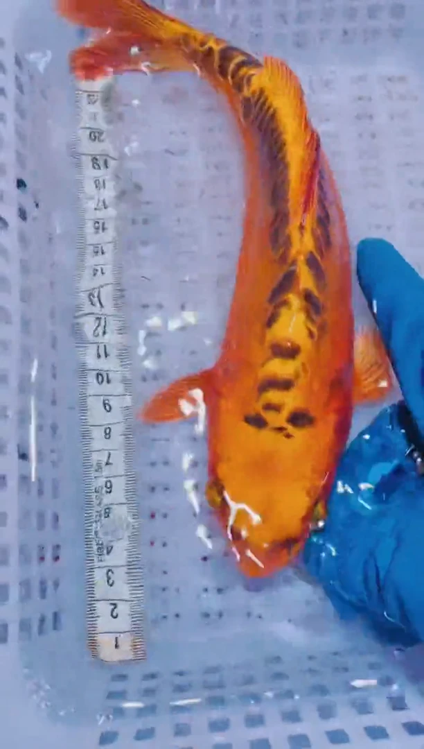 锦鲤血统锦鲤全场包邮89