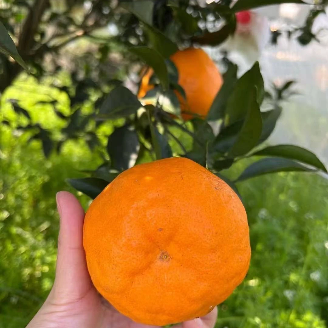 【颜果悦甄选】四川完熟春见柑橘精品大果