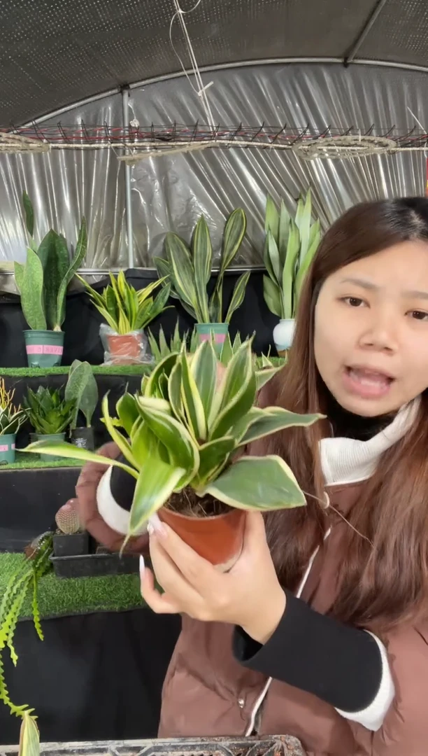 【闪购商品】黄金荷花兰带盆4.88