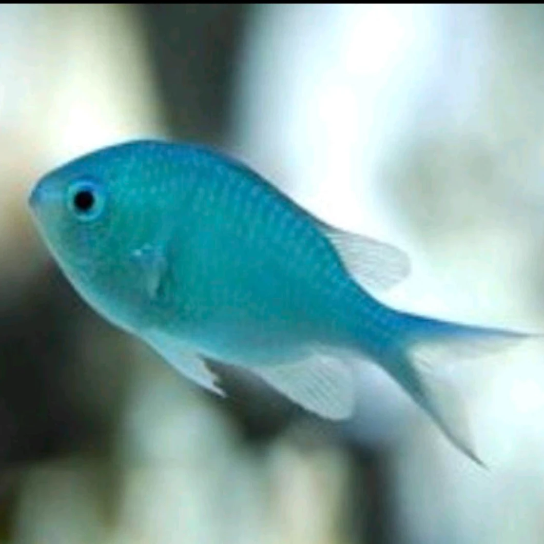 海水观赏鱼青魔 5条装