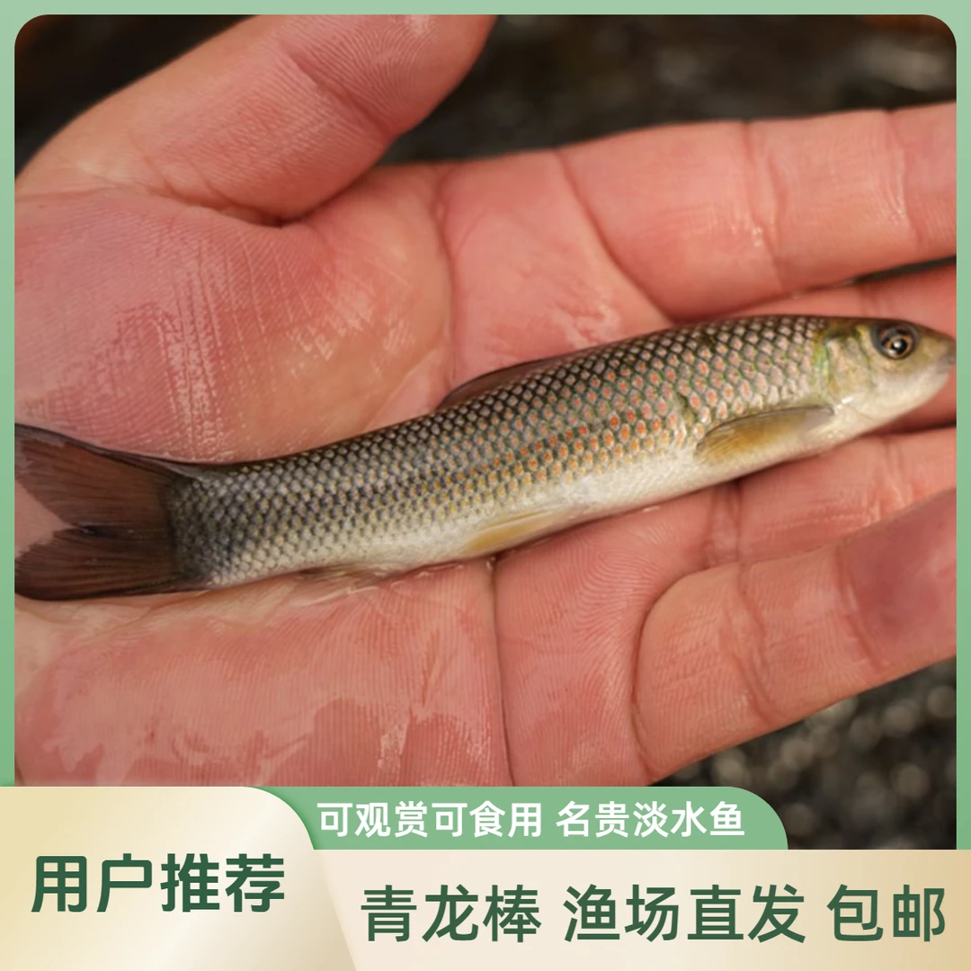 【活体】青龙棒鱼缸观赏鱼沉香鱼观赏鱼淡水鱼冷水鱼