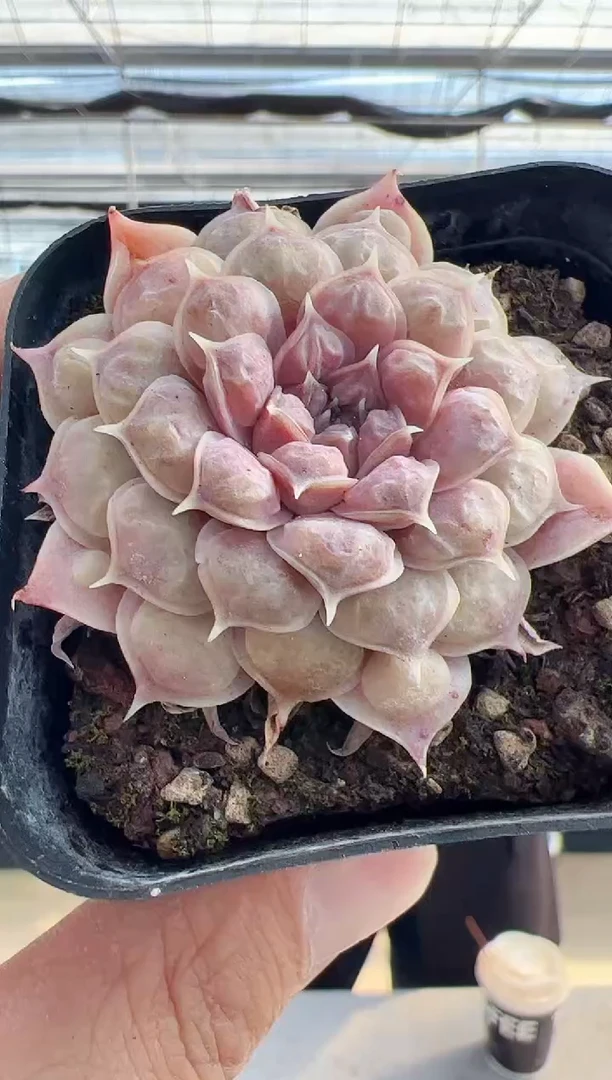 【闪购商品】留财猫-1