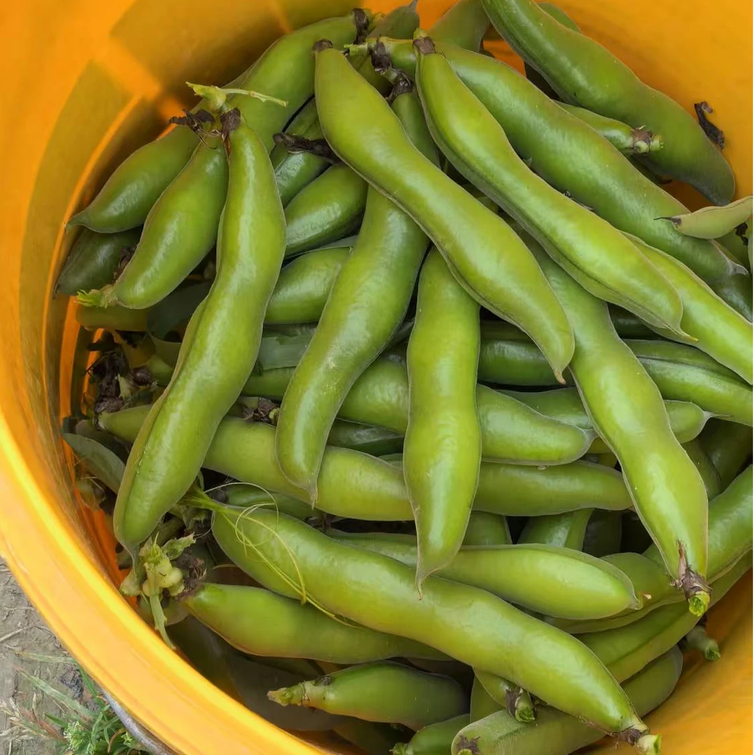 现摘新鲜蚕豆农家带壳生蚕豆罗汉豆兰花胡豆佛青豆荚蔬菜整箱
