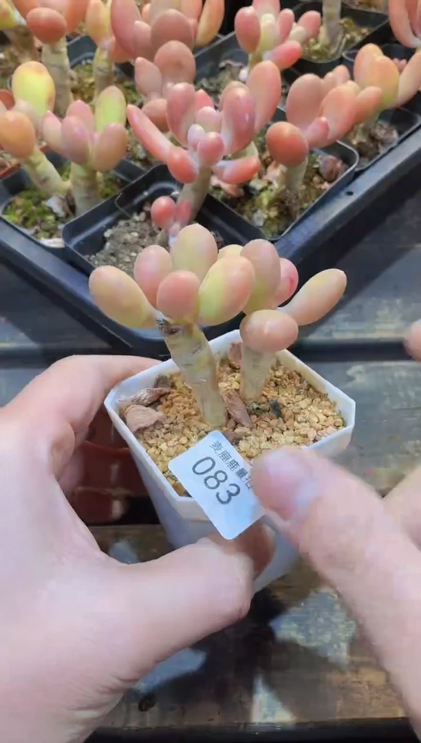 【闪购商品】083芒果奶双头成品量拍1颗