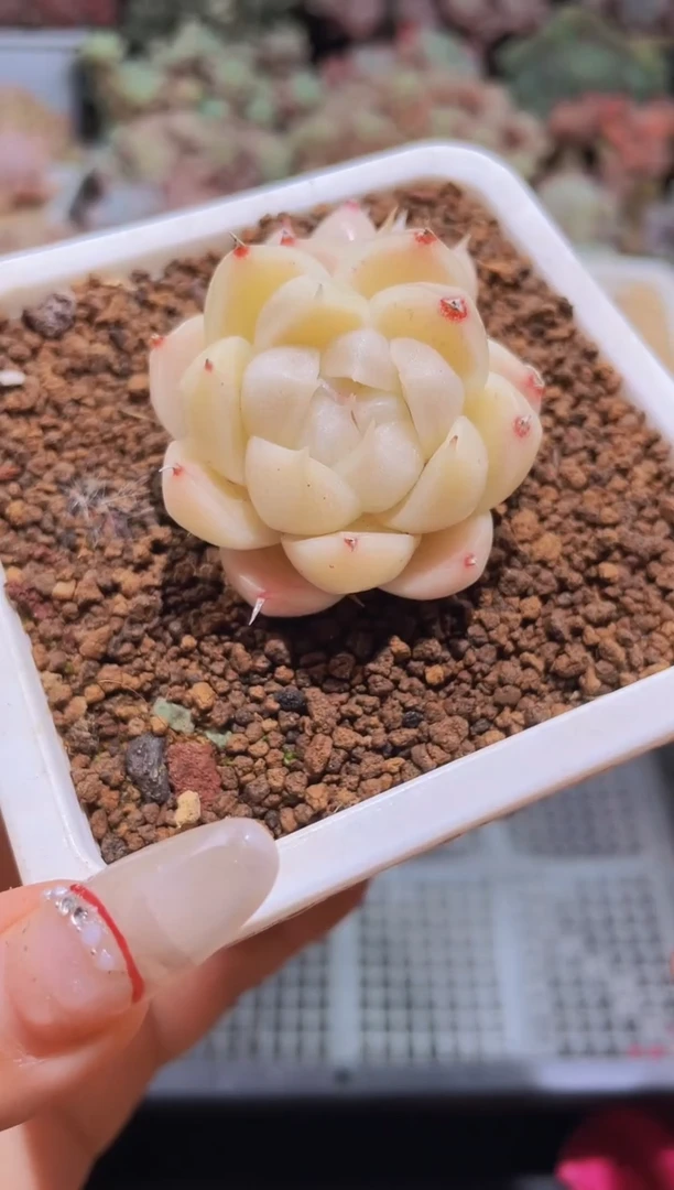 【闪购商品】117妖玉