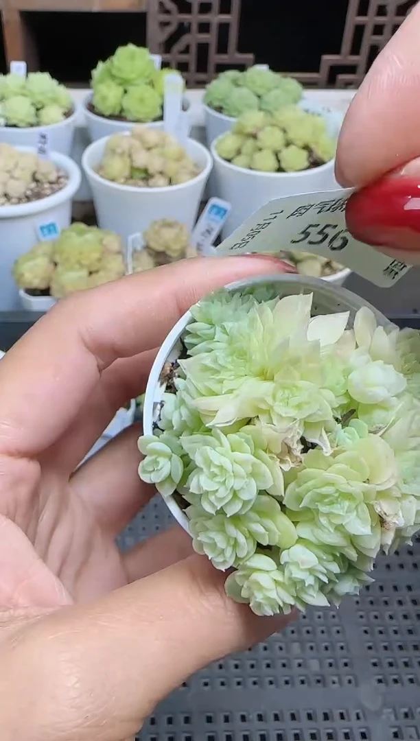 1105-556烟花麦秆群不包整