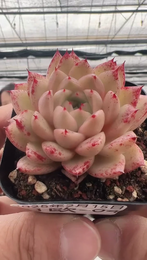 【闪购商品】月欧-4