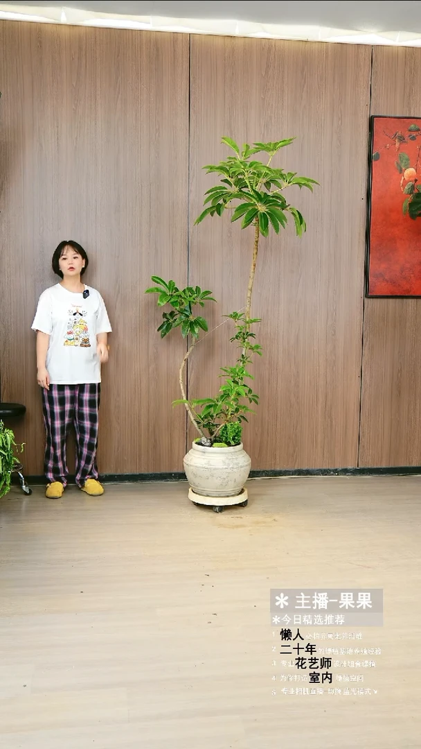 完全开放小**常老桩保罗大叶伞