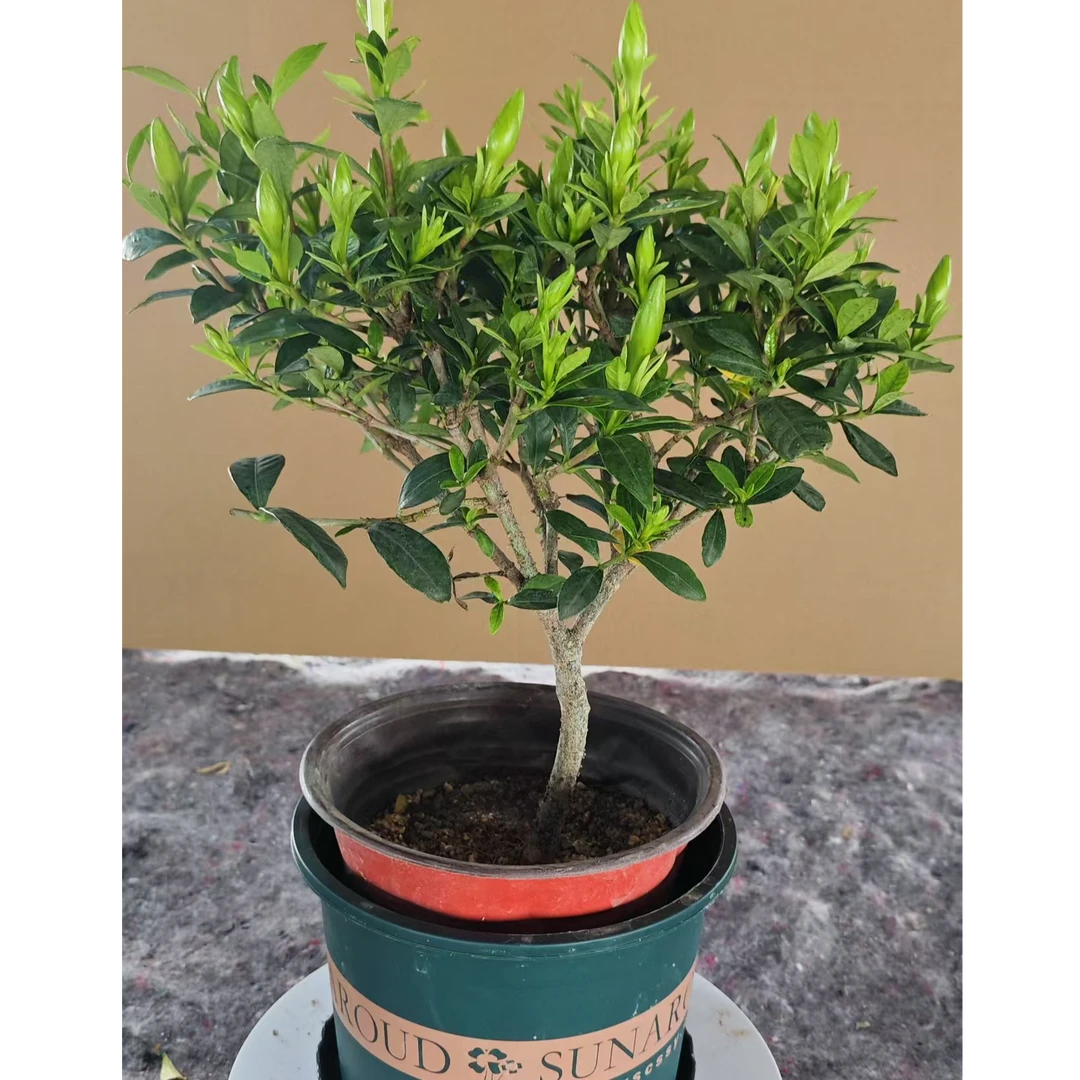 浓香型栀子花盆栽客厅花卉【带花苞发货】四季室内植物绿植