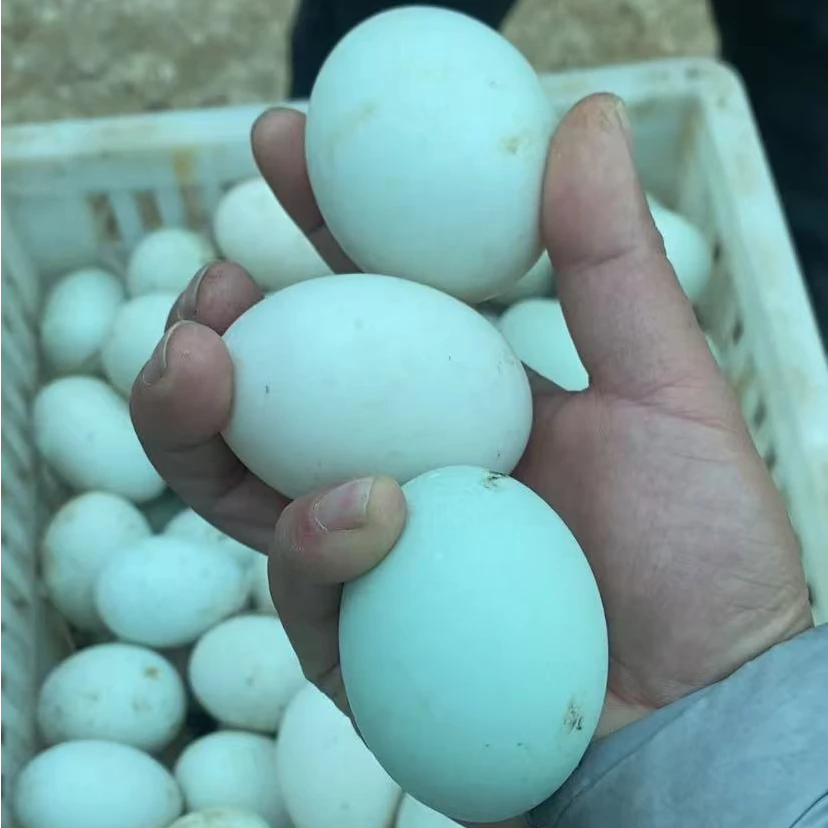 野外生态散养老鸭蛋单个50g-70g青壳绿壳白壳脏脏土鸭蛋顺丰包邮