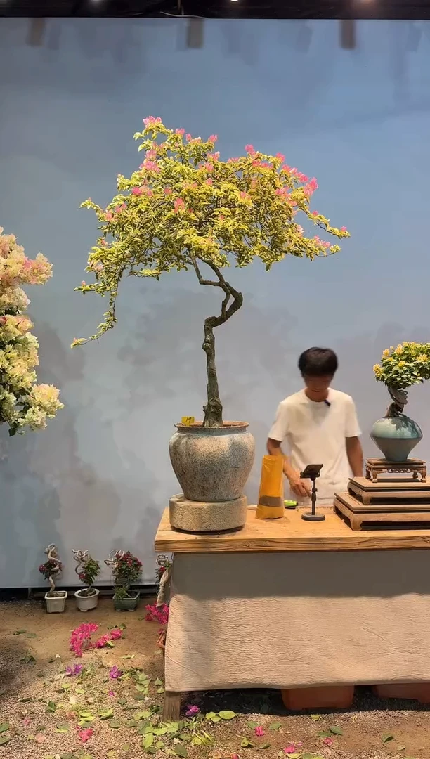 完全开放特**给三角梅专场一物一拍19