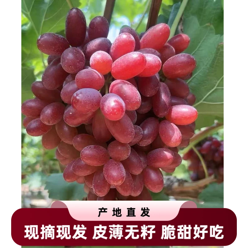 顺丰包邮澳洲无核无籽葡萄红提子新鲜脆甜应季水果孕妇纯甜不吐皮