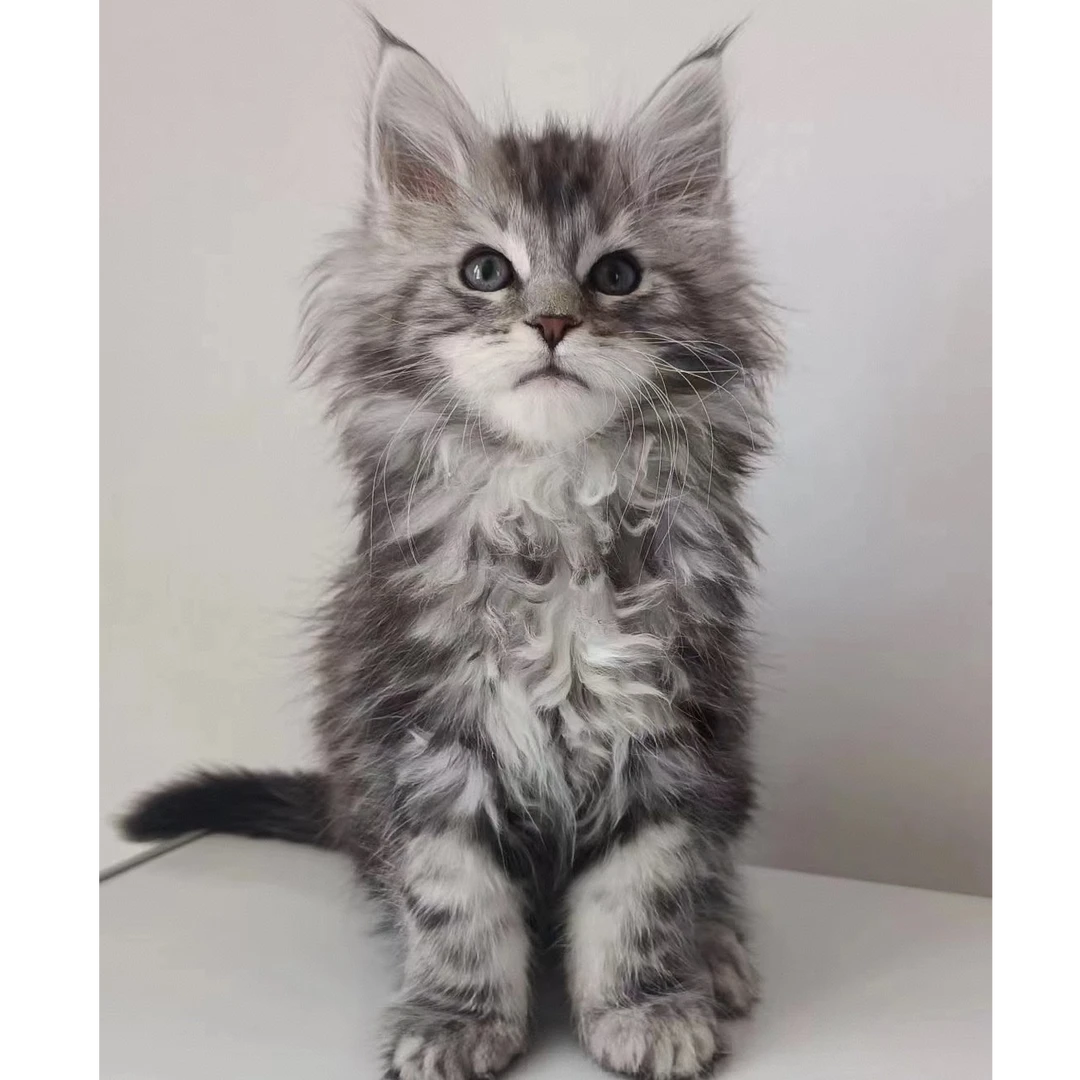 巨型长毛缅因库恩猫新奇宠物活体猫咪（luck）