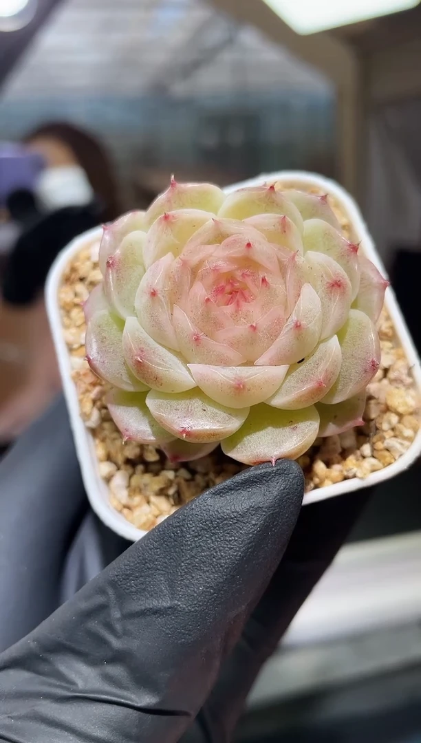 闪购824  花朵脸y-11多肉一颗   3.8-4厘米