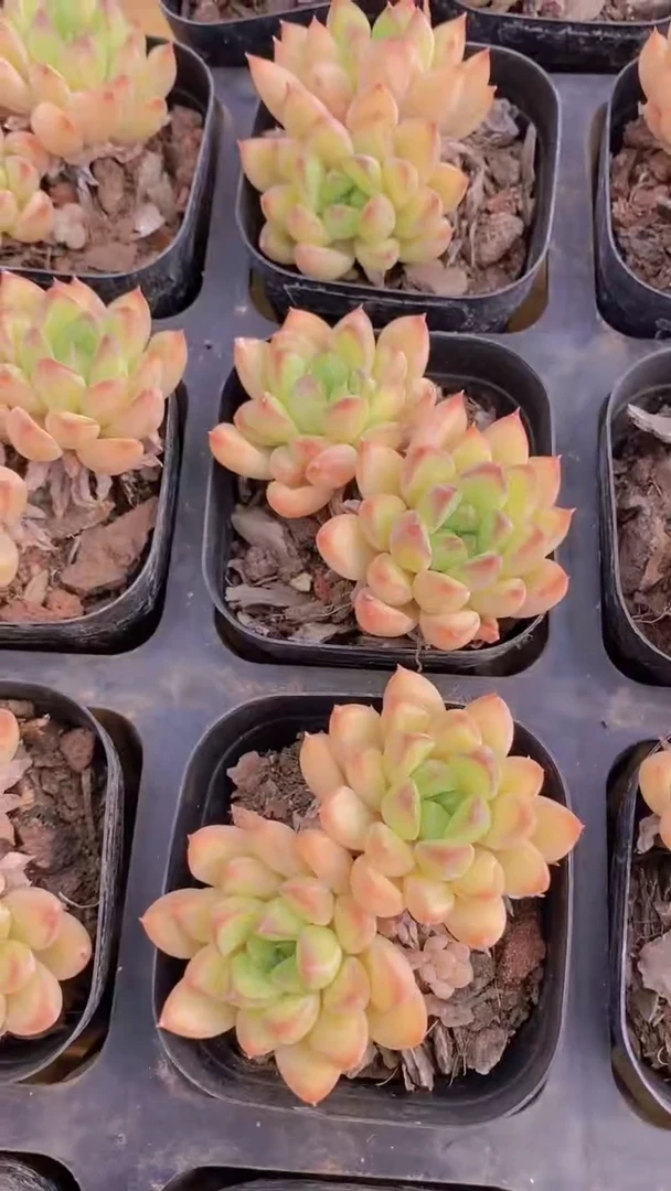 B120-精控全状态暗纹宝翠美人双头（63盆）（量拍）