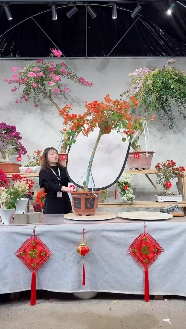 【闪购商品】盆景月光橙